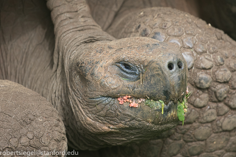 galapagos